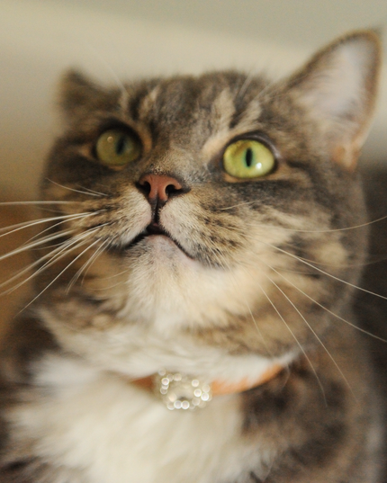 MoriCat Premium Gift Bundle Box with a Diamond Style Halo Jewel