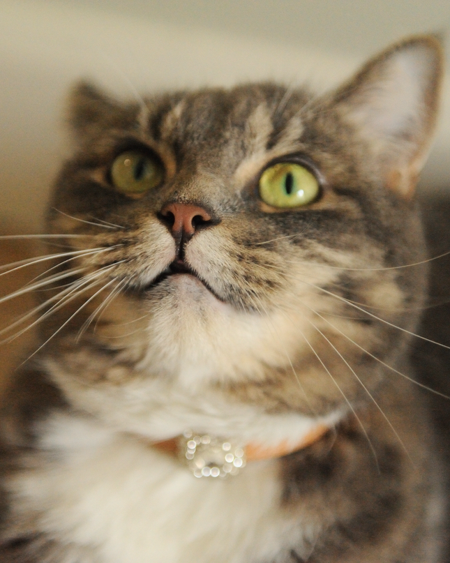 MoriCat Premium Gift Bundle Box with a Diamond Style Halo Jewel