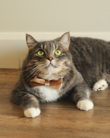 MoriCat Premium Gift Bundle Box with Teardrop Jewel in Citrine on Gold Collar with Golden Bowtie