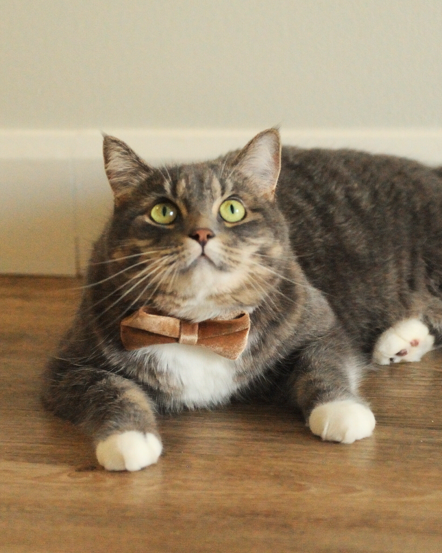 MoriCat Premium Gift Bundle Box with Teardrop Jewel in Citrine on Gold Collar with Golden Bowtie