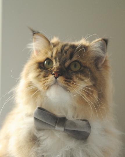 MoriCat Premium Gift Bundle Box with Teardrop Jewel in Crystal on White Collar with Silver Bowtie