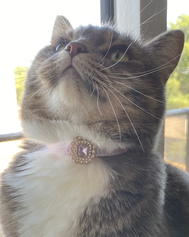 MoriCat Premium Gift Bundle Box with a Crystal Halo Jewel