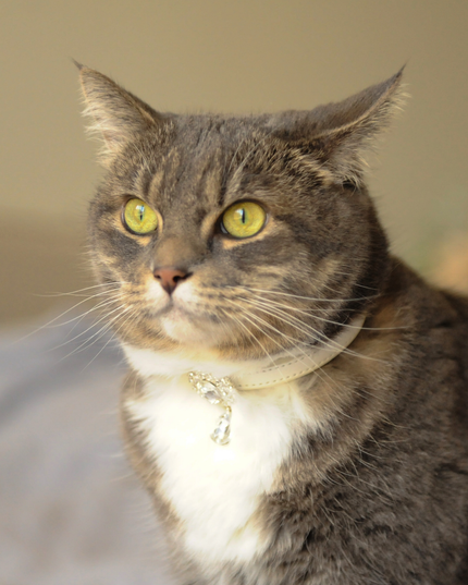 MoriCat Premium Gift Bundle Box with Teardrop Jewel in Crystal on White Collar with Silver Bowtie