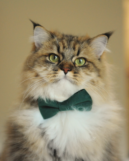 MoriCat Premium Gift Bundle Box with Teardrop Jewel in Emerald on Green Collar with Green Bowtie
