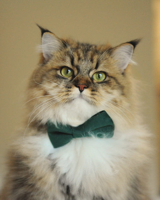 MoriCat Premium Gift Bundle Box with Teardrop Jewel in Emerald on Green Collar with Green Bowtie