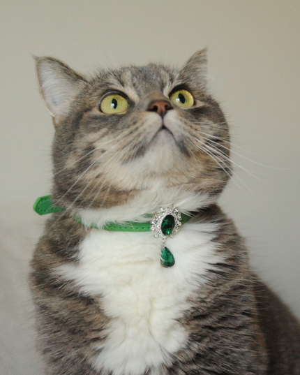 MoriCat Premium Gift Bundle Box with Teardrop Jewel in Emerald on Green Collar with Green Bowtie