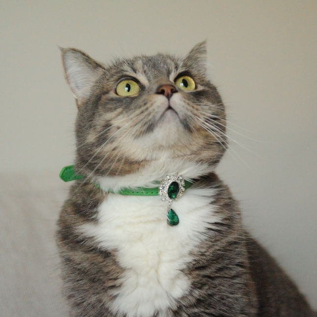 MoriCat Premium Gift Bundle Box with Teardrop Jewel in Emerald on Green Collar with Green Bowtie