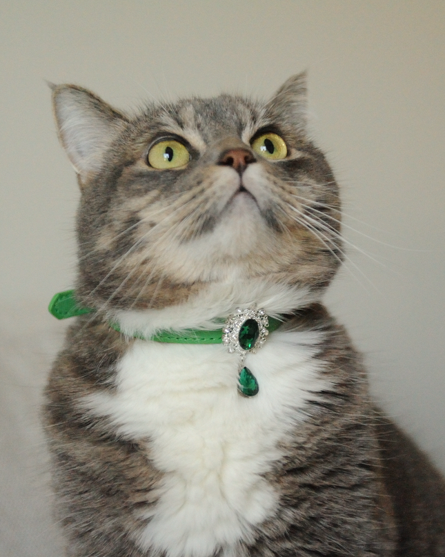 MoriCat Premium Gift Bundle Box with Teardrop Jewel in Emerald on Green Collar with Green Bowtie