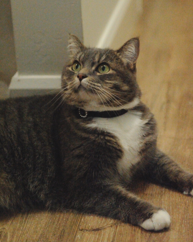 MoriCat Premium Gift Bundle Box with Vintage Bronze Gem in Jet