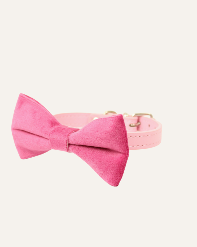 MoriCat Premium Gift Bundle Box with Teardrop Jewel in Rose on Pink Collar with Pink Bowtie