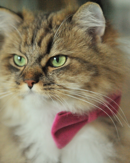 MoriCat Premium Gift Bundle Box with Teardrop Jewel in Rose on Pink Collar with Pink Bowtie