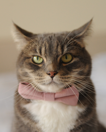 MoriCat Premium Gift Bundle Box with a Rose Halo Jewel