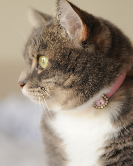 MoriCat Premium Gift Bundle Box with Vintage Bronze Gem in Rose