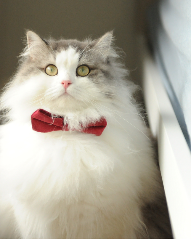 MoriCat Premium Gift Bundle Box with Teardrop Jewel in Ruby on Red Collar with Red Bowtie