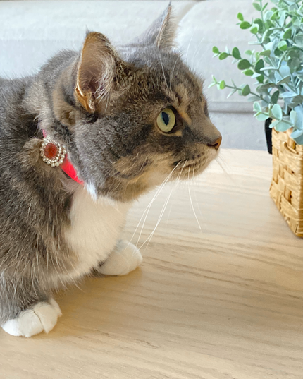 MoriCat Premium Gift Bundle Box with a Ruby Halo Jewel