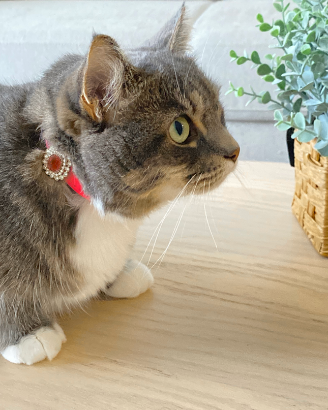 MoriCat Premium Gift Bundle Box with a Ruby Halo Jewel