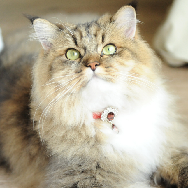 MoriCat Premium Gift Bundle Box with Teardrop Jewel in Ruby on Red Collar with Red Bowtie