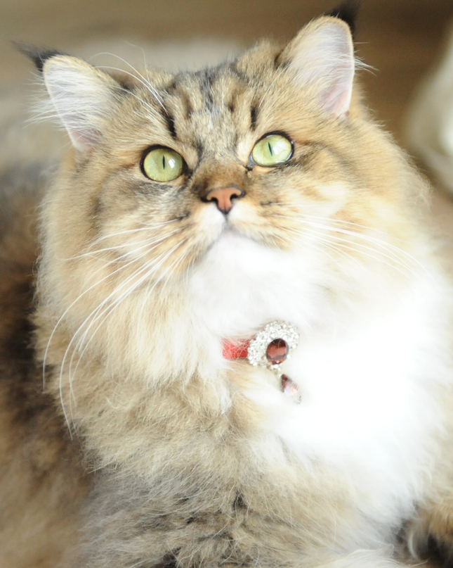 MoriCat Premium Gift Bundle Box with Teardrop Jewel in Ruby on Red Collar with Red Bowtie