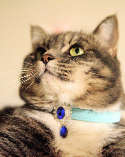 MoriCat Premium Gift Bundle Box with Teardrop Jewel in Sapphire on Blue Collar with Deep Blue Bowtie