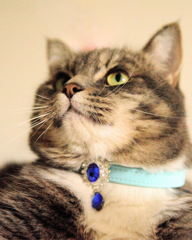 MoriCat Premium Gift Bundle Box with Teardrop Jewel in Sapphire on Blue Collar with Deep Blue Bowtie