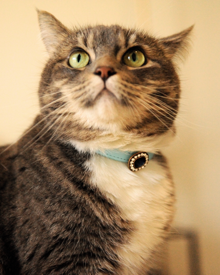 MoriCat Premium Gift Bundle Box with Vintage Bronze Gem in Sapphire