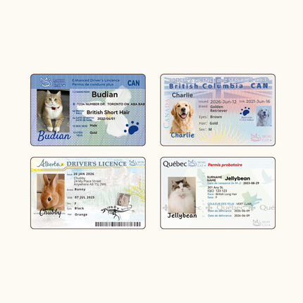 Custom Pet Driver-Style ID Card