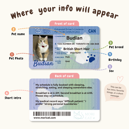Custom Pet Driver-Style ID Card