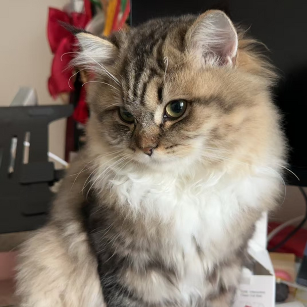 Chief Social Officer