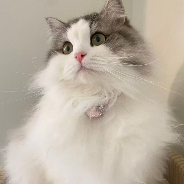 Chief People Officer