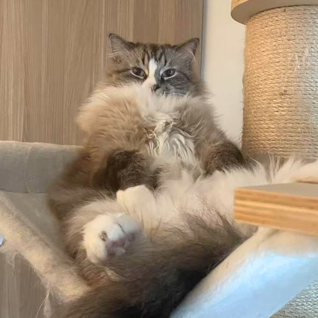 Baby Boss in Training