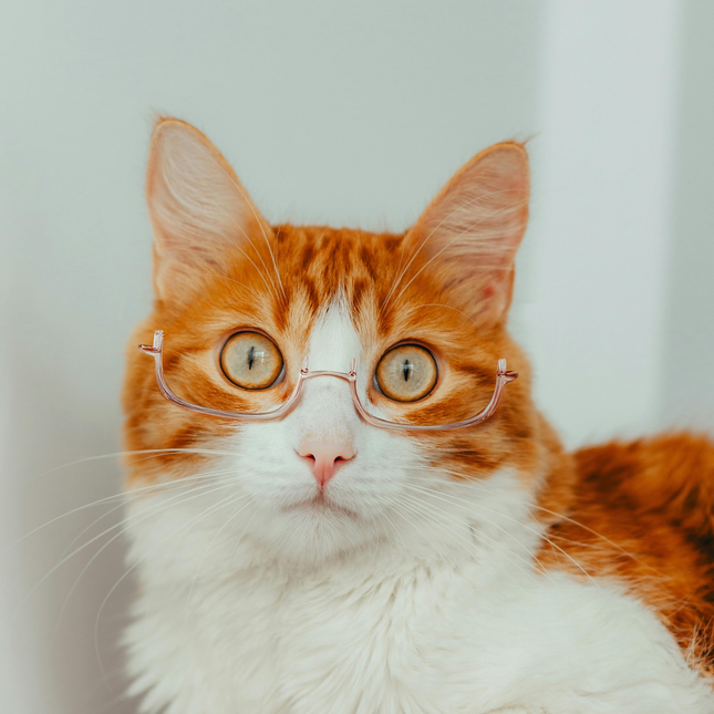 MoriCat Half Frame Metal Glasses in Gold with No Lens
