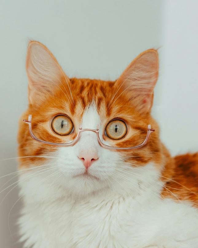 MoriCat Half Frame Metal Glasses in Gold with No Lens