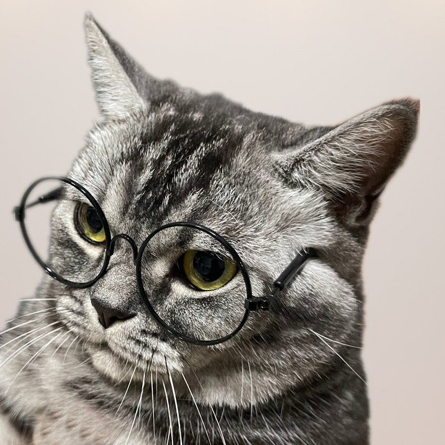 Black Metal Glasses Frame No Lens