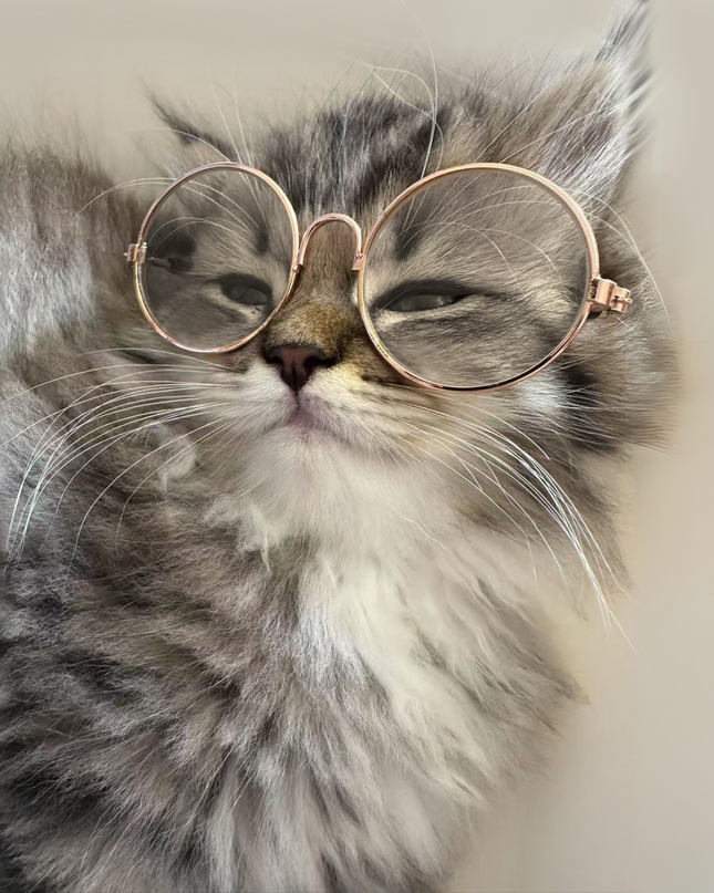 Gold Metal Glasses Frame No Lens