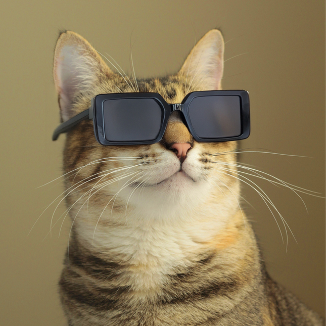 MoriCat Square Black Sunglasses with Black Frame and Black Lens