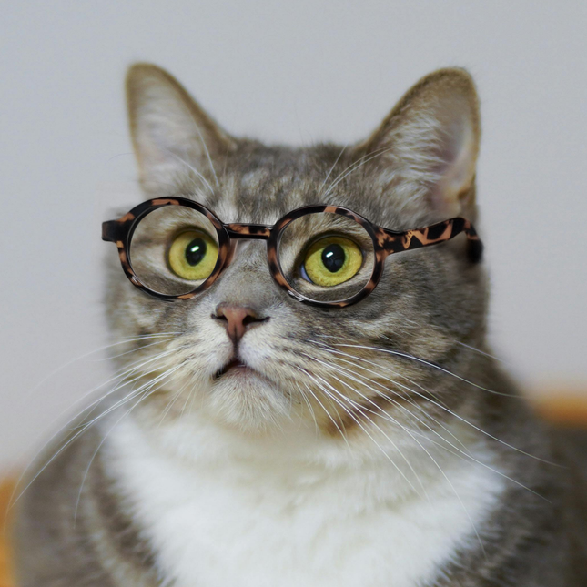 MoriCat Tortoiseshell Glasses with Clear Lens