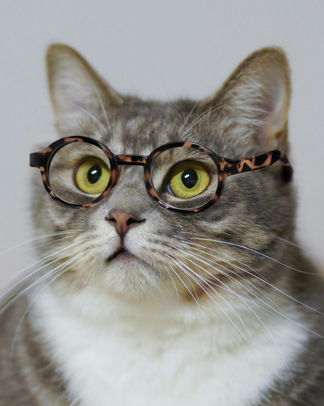 MoriCat Tortoiseshell Glasses with Clear Lens