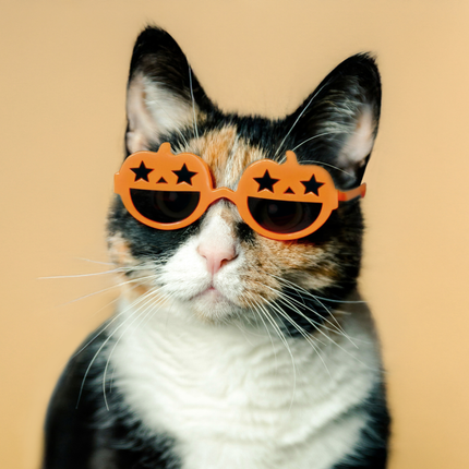 MoriCat Halloween Orange Pumpkin Sunglasses with Black Lens