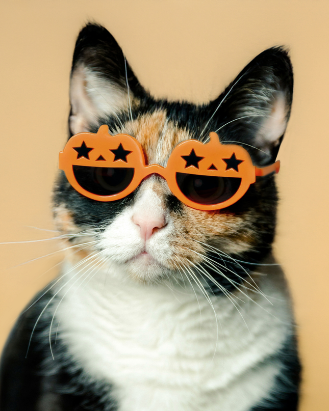 MoriCat Halloween Orange Pumpkin Sunglasses with Black Lens