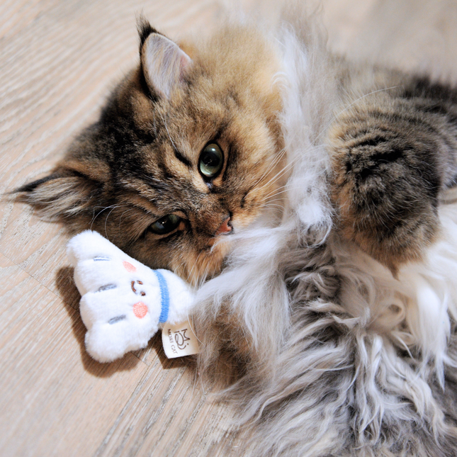 A fluffy long-haired cat lies on a light wood floor, holding a small plush white toy with a blue band and embroidered face.