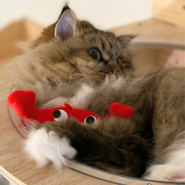 A fluffy brown and white cat lying on a wooden surface, holding a red plush toy with white paws and black eyes.
