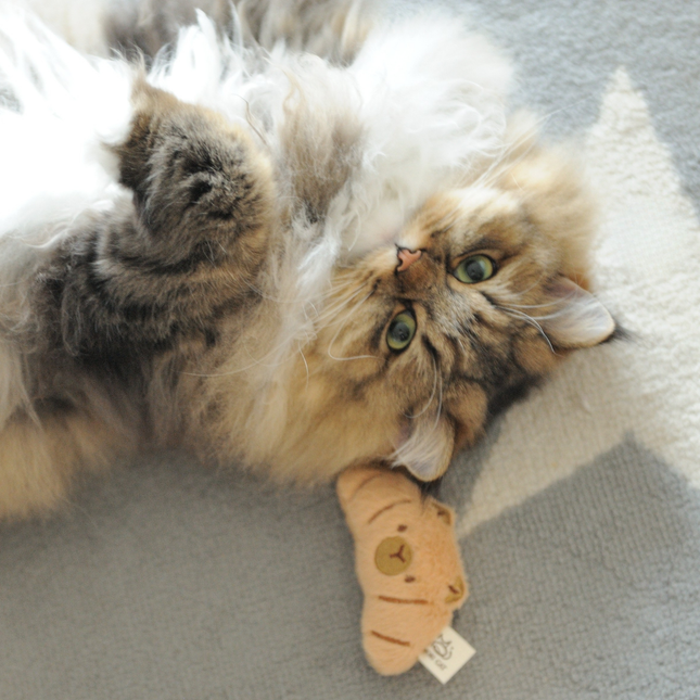 A fluffy long-haired cat with cream, brown, and gray fur lies on its back on a gray blanket, holding a small beige plush toy.