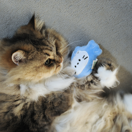 A fluffy long-haired cat lies on a gray fabric surface, looking at and gently touching a small blue plush toy with a white cat face.