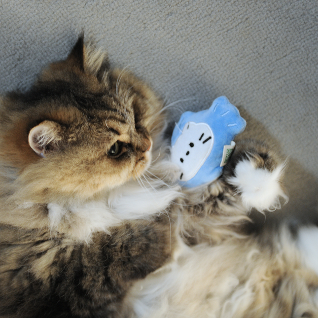 A fluffy long-haired cat lies on a gray fabric surface, looking at and gently touching a small blue plush toy with a white cat face.