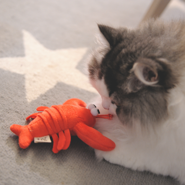A fluffy gray and white cat is licking and playing with a bright orange lobster-shaped plush toy on a gray star-patterned rug.