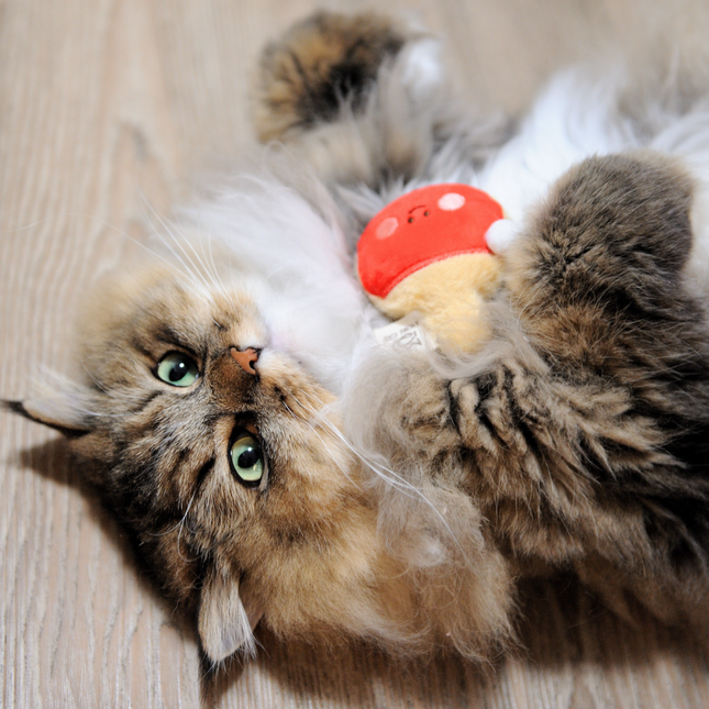 A fluffy long-haired cat lies on its back on a light wood floor, holding a small red and beige plush toy in its paws.