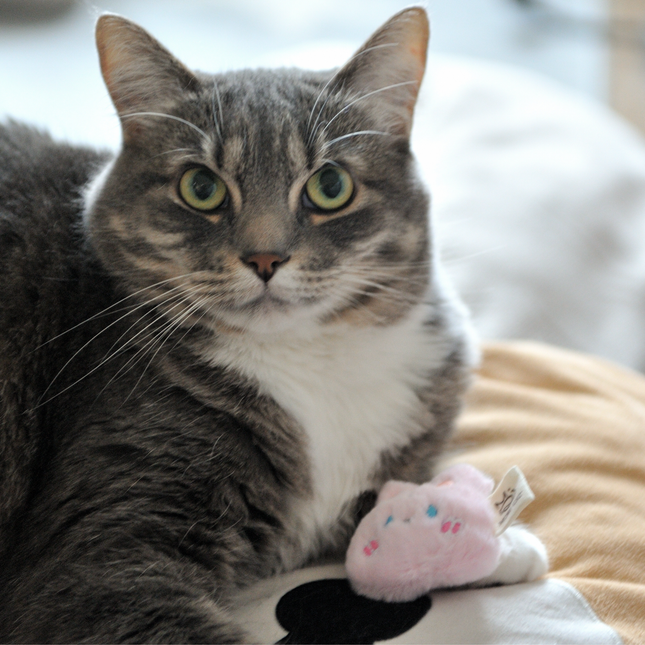 MoriCat Premium Catnip Toy — Cute Bunny