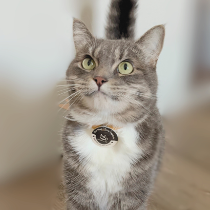 Moricat Purrmone Press Starter Kit — 5 Patches + Magnetic Breakaway Collar