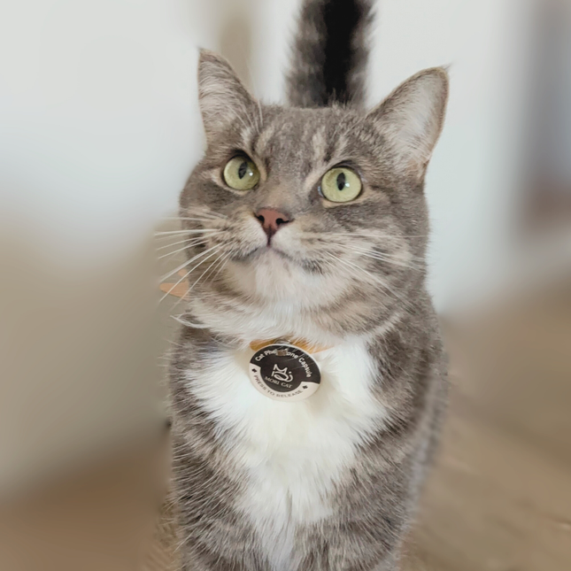 Moricat Purrmone Press Starter Kit — 5 Patches + Magnetic Breakaway Collar