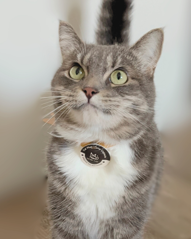 MoriCat Purrmone Calming Bundle